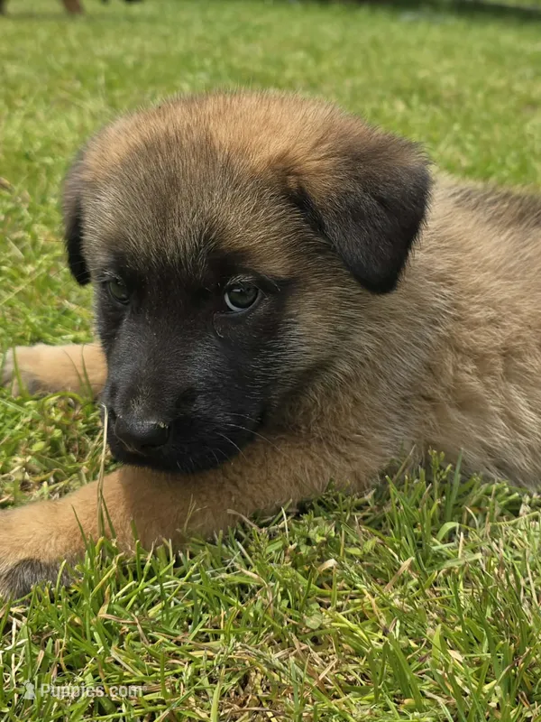 Obi 1 – German Shepherd Dog, Cane Corso puppy for sale in Greenup, KY