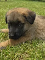 Obi 1, a male German Shepherd Dog and Cane Corso for sale in Greenup, KY – 1 of 1