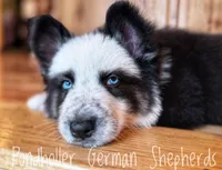 Pandalongcoat, a male German Shepherd Dog for sale in Greenup, KY – Photo 3 of 3