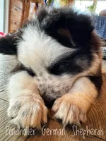 Pandalongcoat, a male German Shepherd Dog for sale in Greenup, KY – Photo 2 of 3