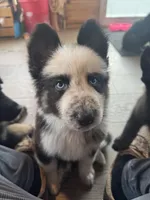 Pandalongcoat, a male German Shepherd Dog for sale in Greenup, KY – Photo 1 of 3