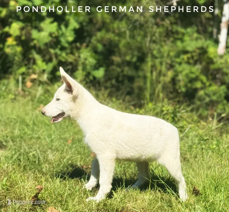 Nix – German Shepherd Dog puppy for sale in Greenup, KY