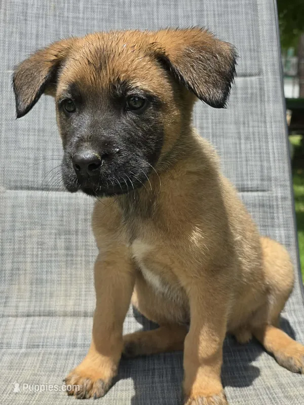 Dunn – German Shepherd Dog, Cane Corso puppy for sale in Greenup, KY