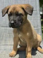 Dunn, a female German Shepherd Dog and Cane Corso for sale in Greenup, KY – 1 of 1