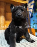 Black, a female German Shepherd Dog for sale in Greenup, KY – Photo 3 of 3