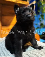 Black, a female German Shepherd Dog for sale in Greenup, KY – Photo 2 of 3