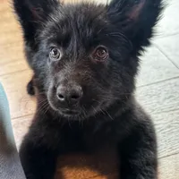 Black long coat , a female German Shepherd Dog for sale in Greenup, KY – Photo 2 of 3