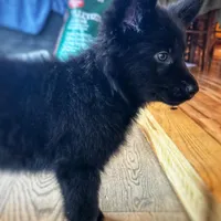 Black long coat , a female German Shepherd Dog for sale in Greenup, KY – Photo 1 of 3