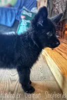 Black long coat , a female German Shepherd Dog for sale in Greenup, KY – Photo 1 of 3