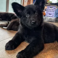 Black long coat , a female German Shepherd Dog for sale in Greenup, KY – Photo 3 of 3