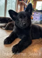 Black long coat , a female German Shepherd Dog for sale in Greenup, KY – Photo 3 of 3