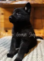 Black, a female German Shepherd Dog for sale in Greenup, KY – Photo 1 of 3