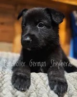 Black, a male German Shepherd Dog for sale in Greenup, KY – Photo 1 of 3