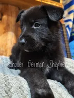 Black, a male German Shepherd Dog for sale in Greenup, KY – Photo 3 of 3