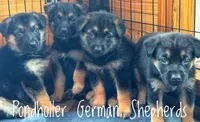 Female blk tan, a female German Shepherd Dog for sale in Greenup, KY – Photo 2 of 2