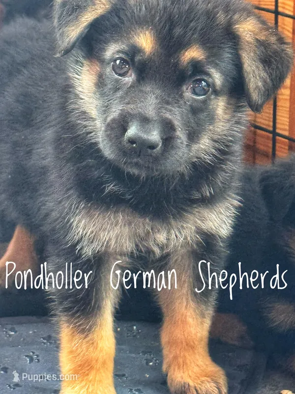 Female blk tan, a female German Shepherd Dog for sale in Greenup, KY – Photo 1 of 2
