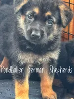 Female blk tan, a female German Shepherd Dog for sale in Greenup, KY – Photo 1 of 2