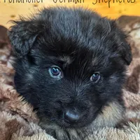 Dark blue long coat, a male German Shepherd Dog for sale in Greenup, KY – Photo 3 of 4