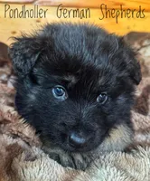 Dark blue long coat, a male German Shepherd Dog for sale in Greenup, KY – Photo 3 of 3