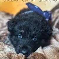 Dark blue long coat, a male German Shepherd Dog for sale in Greenup, KY – Photo 1 of 4