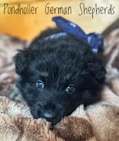 Dark blue long coat, a male German Shepherd Dog for sale in Greenup, KY – Photo 1 of 3