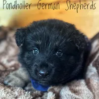 Dark blue long coat, a male German Shepherd Dog for sale in Greenup, KY – Photo 2 of 4