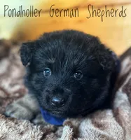 Dark blue long coat, a male German Shepherd Dog for sale in Greenup, KY – Photo 2 of 3