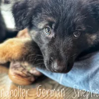 Dark blue long coat, a male German Shepherd Dog for sale in Greenup, KY – Photo 4 of 4