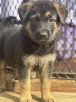 Bendi, a female German Shepherd Dog for sale in Greenup, KY – Photo 1 of 2