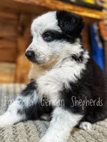 Glass eyed long coat panda , a male German Shepherd Dog for sale in Greenup, KY – Photo 3 of 6