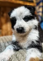 Glass eyed long coat panda , a male German Shepherd Dog for sale in Greenup, KY – Photo 4 of 6