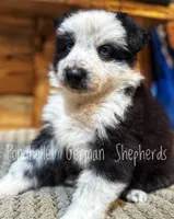 Glass eyed long coat panda , a male German Shepherd Dog for sale in Greenup, KY – Photo 6 of 6