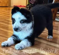 Glass eyed long coat panda , a male German Shepherd Dog for sale in Greenup, KY – Photo 1 of 6