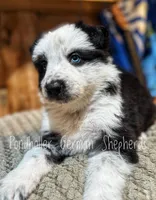 Glass eyed long coat panda , a male German Shepherd Dog for sale in Greenup, KY – Photo 5 of 6