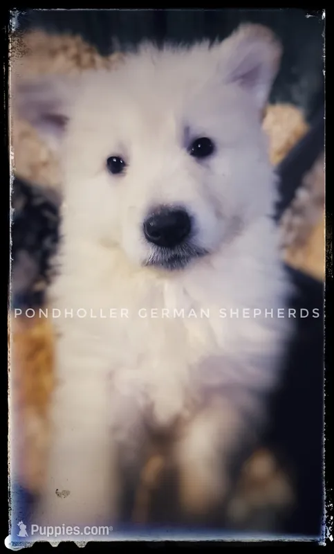 Cap – German Shepherd Dog puppy for sale in Greenup, KY