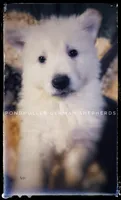 Cap, a male German Shepherd Dog for sale in Greenup, KY – 1 of 3