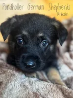 Bicolor, a male German Shepherd Dog for sale in Greenup, KY – Photo 1 of 3