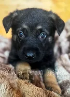 Bicolor, a male German Shepherd Dog for sale in Greenup, KY – Photo 2 of 3