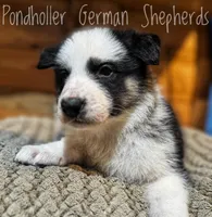 Tri Panda , a male German Shepherd Dog for sale in Greenup, KY – Photo 6 of 6