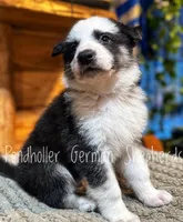 Tri Panda , a male German Shepherd Dog for sale in Greenup, KY – Photo 5 of 6