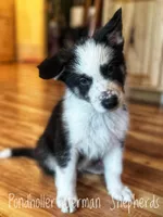 Tri Panda , a male German Shepherd Dog for sale in Greenup, KY – Photo 3 of 6