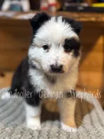 Long coat panda , a female German Shepherd Dog for sale in Greenup, KY – Photo 1 of 3