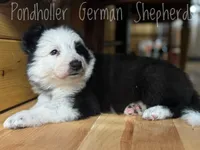 Long coat panda , a female German Shepherd Dog for sale in Greenup, KY – Photo 2 of 3