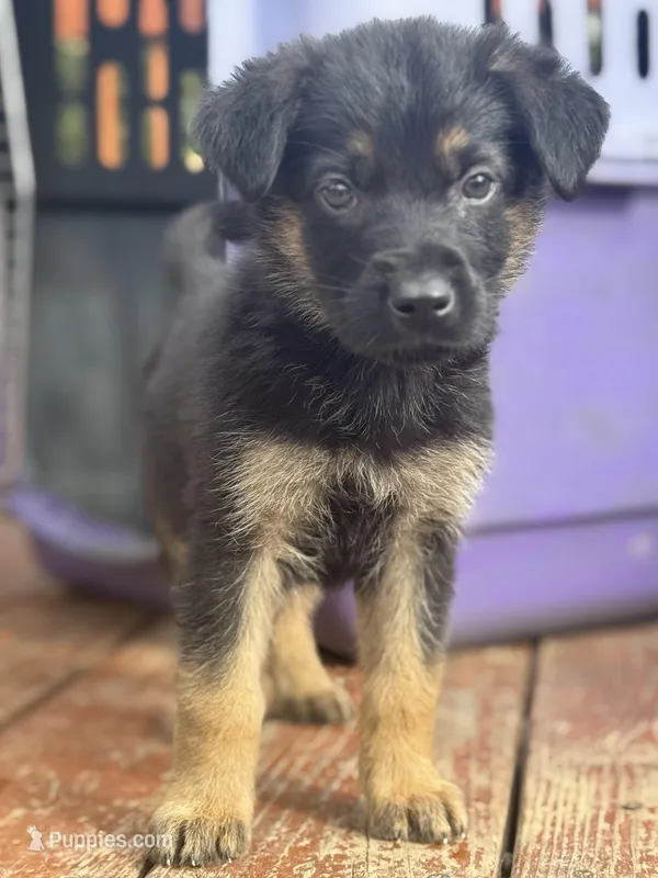 Bruce – German Shepherd Dog puppy for sale in Greenup, KY