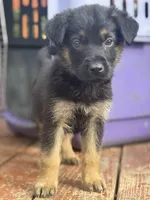 Bruce, a male German Shepherd Dog for sale in Greenup, KY – 1 of 1