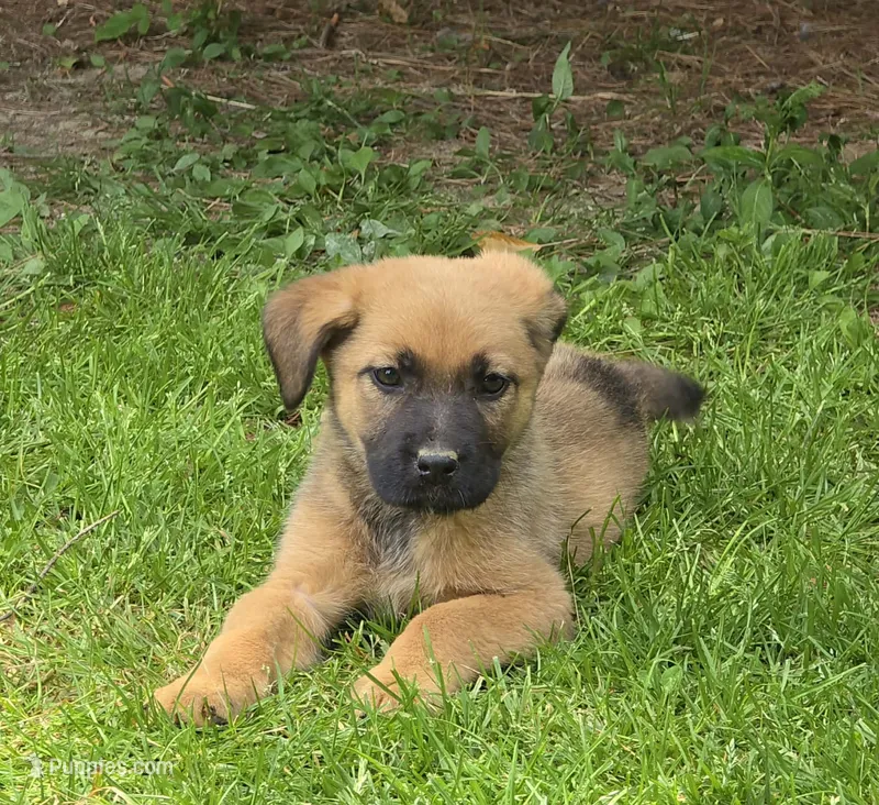 Nola – German Shepherd Dog, Cane Corso puppy for sale in Greenup, KY