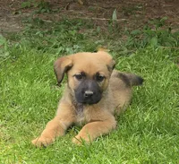 Nola, a female German Shepherd Dog and Cane Corso for sale in Greenup, KY – 1 of 1