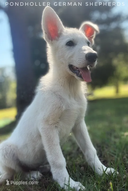 Cap – German Shepherd Dog puppy for sale in Greenup, KY