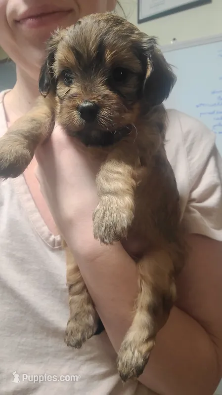 Cappuccino  – Yorkipoo puppy for sale in Wyoming, MI