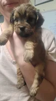 Cappuccino , a female Yorkipoo for sale in Wyoming, MI – 1 of 2